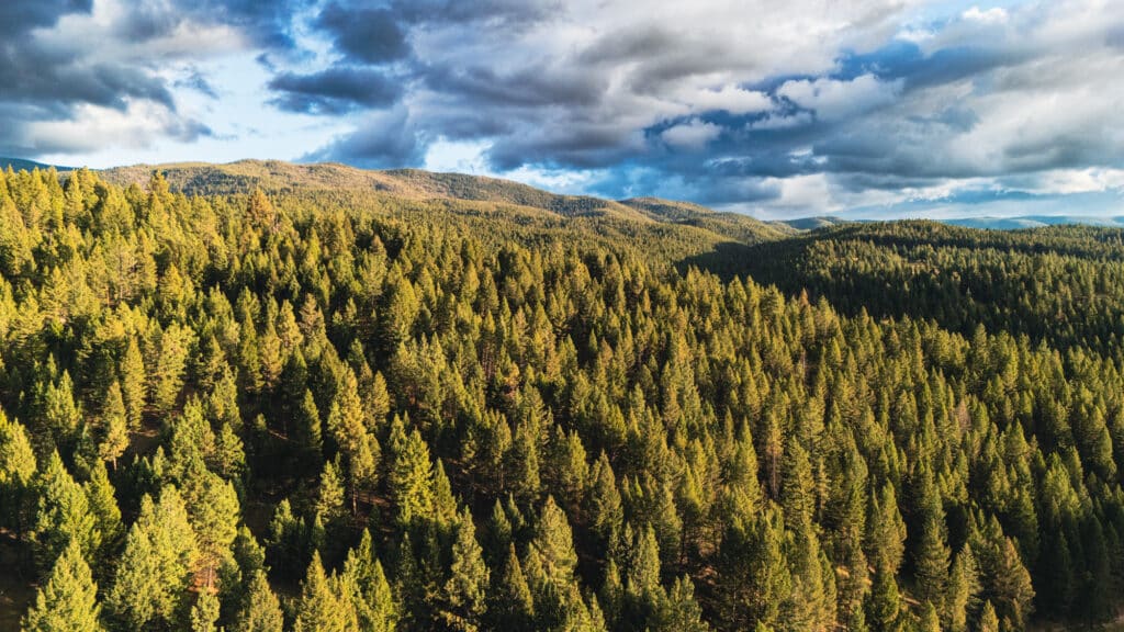 A dense forest of evergreen trees stretches across rolling hills under a partly cloudy sky at Elkhorn sanctuary, with sunlight illuminating the treetops and mountains in the background.