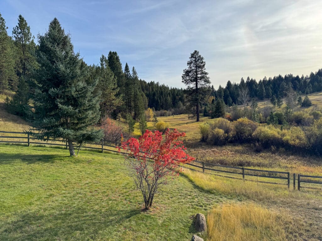 A small tree with bright red leaves stands in an Elkhorn sanctuary grassy field in front of a wooden fence, with a forested hillside in the background.
