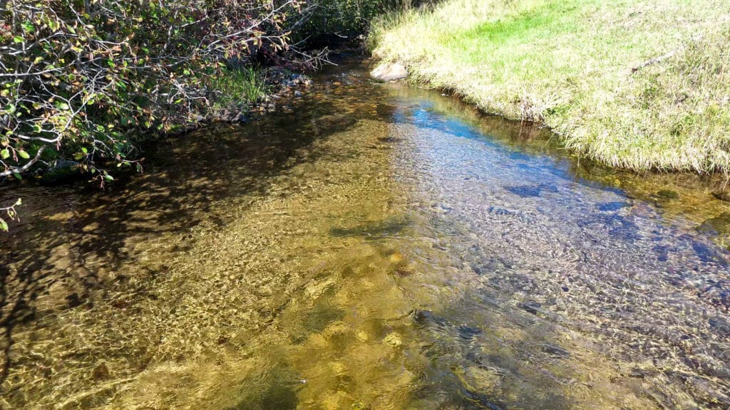 A clear, shallow stream flows beside green grass and leafy branches at Elkhorn nature reserve, with sunlight casting shadows and highlighting the smooth stones beneath the water.